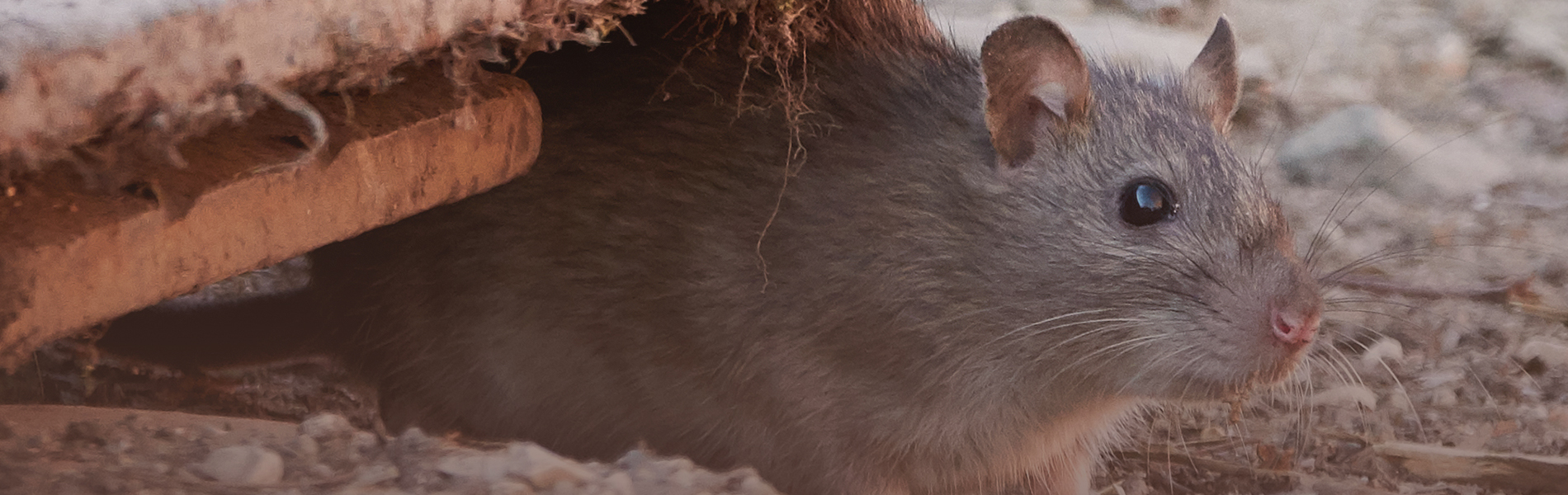 #1 Exterminator In Nassau County, NY