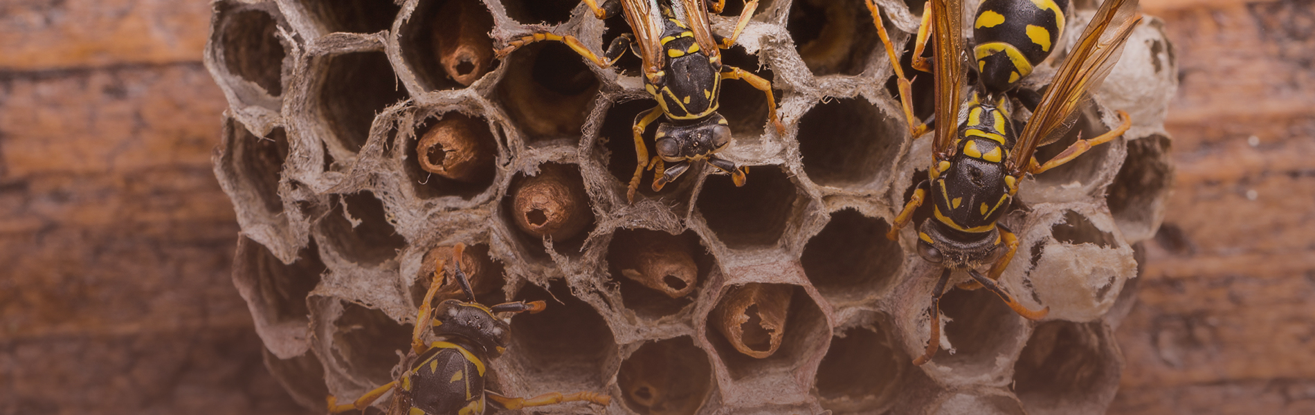 #1 Exterminator In Nassau County, NY